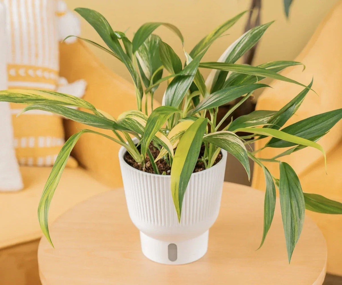 Epipremnum Amplissimum Cutting - Live Indoor Houseplant, Green Foliage, Easy Care Plant, Air-Purifying - Epipremnum amplissimum