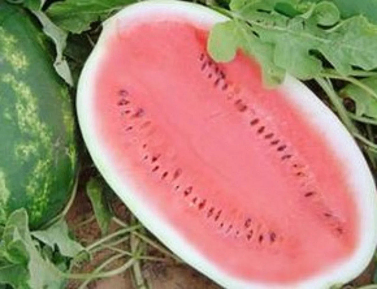 Non-GMO All Sweet Watermelon Seeds 25 Pack - Citrullus lanatus - Heirloom Variety for Home Gardening