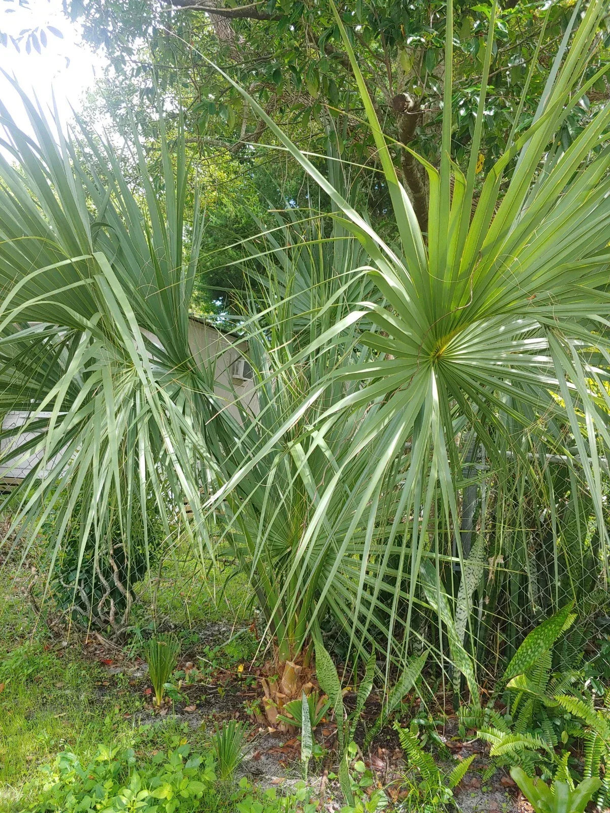 Florida Sabal Palmetto Palm Tree - 2 Rooted Live Plants 8-12" - Sabal palmetto - Ideal for Garden and Landscaping