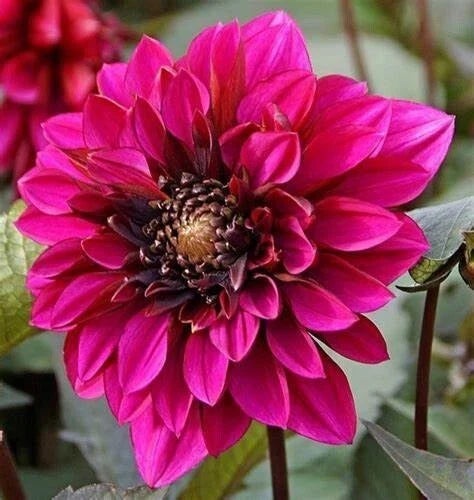 Dahlia Plant Bulb Tuber 1 Live 'Purple Haze' Magenta Pink Red Flower Dahlia Rosea, 4-6" Blooms, Pollinator Friendly