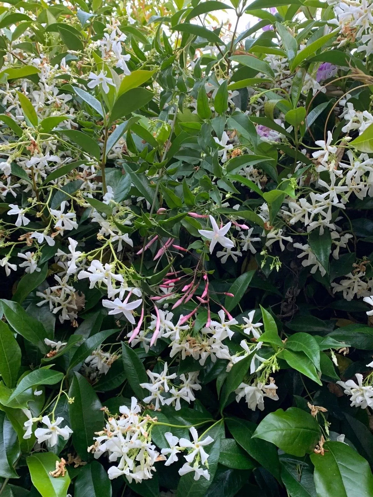 Butterfly Vines Cuttings - 2 Organic Live USA Star & Polyanthum Jasmine Plants - Jasminum polyanthum for Garden or Indoor Use