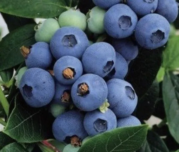 Highbush Blueberry Seeds 200+ Count | Northern Blueberry (Vaccinium Corymbosum) | USA Grown, High Yield, Pollinator Friendly
