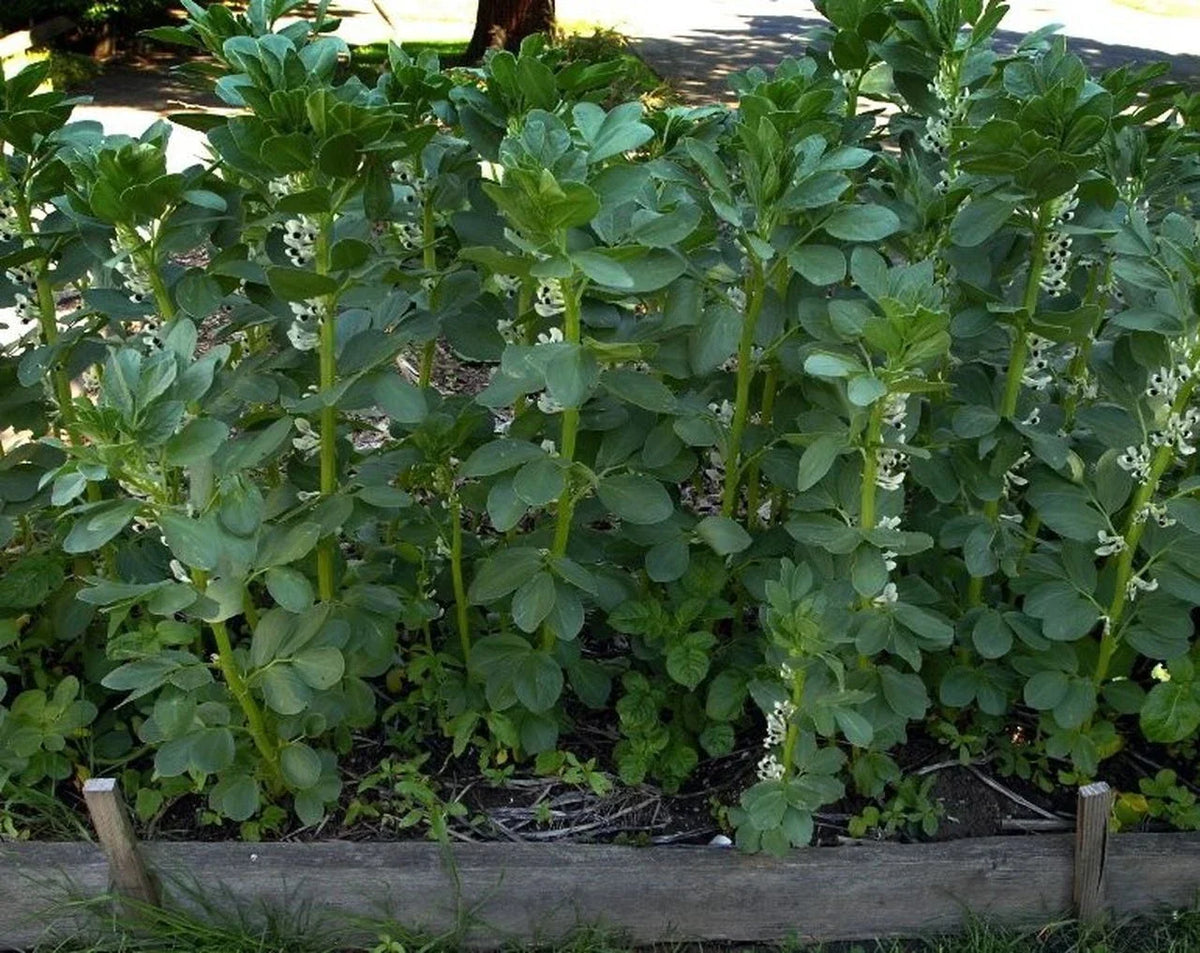 Broad Windsor Fava Bean Seeds - Non-GMO Organic Vicia faba for Mediterranean Cover Crop Gardening