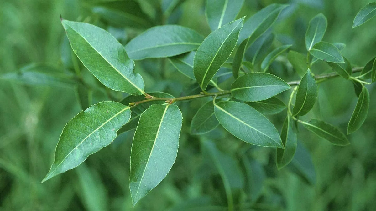 Bay Leaf Willow Cuttings - 4 Pack - Rare Salix pentandra - Fast-Growing Aromatic Foliage for Garden Privacy