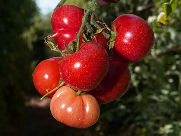 Rutgers Tomato Seeds - 50 Heirloom Seeds - Solanum lycopersicum - Non-GMO, High Yield, Disease Resistant