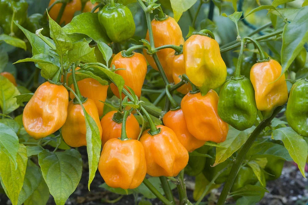 Orange Habanero Pepper Seeds - 100 Count Bulk - Hot 350,000 Scoville - Capsicum chinense for Spicy Salsas and Sauces