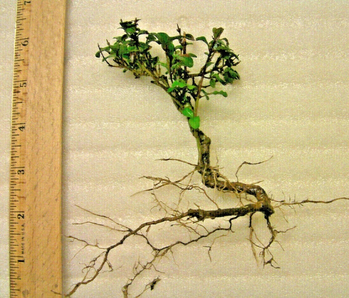 Mystery Evergreen Tree Pre-Bonsai Plant - Hardy Indoor/Outdoor Gardening - Unknown Species - Perfect for Beginners