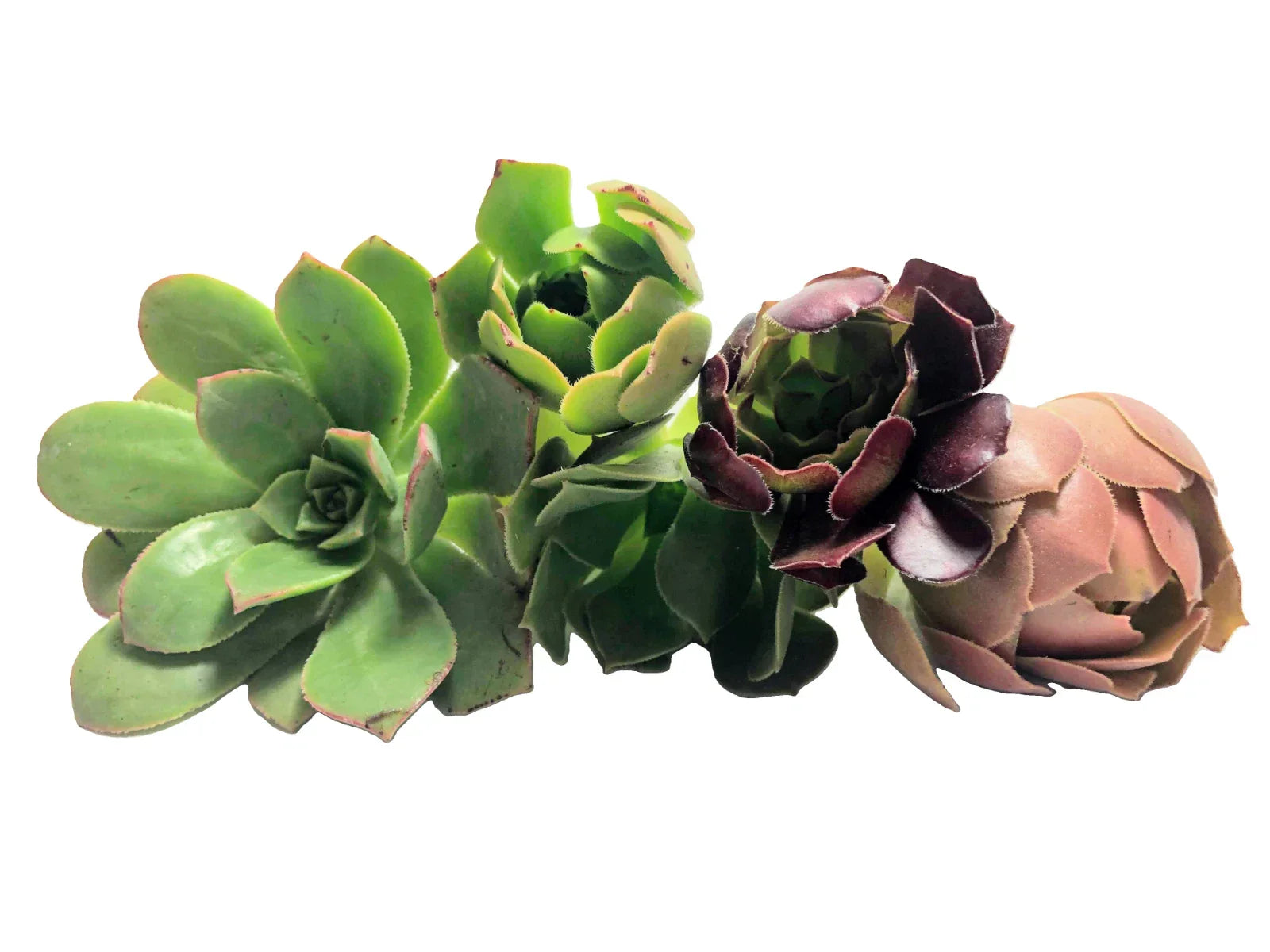Assorted Aeonium Cuttings 2-6” | Unique Succulent Rosettes | Aeonium spp. | No Repeat Varieties for Garden Lovers