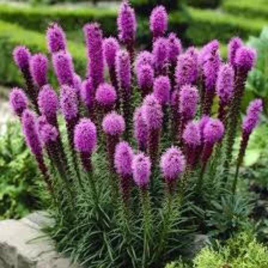 Gayfeather Seeds 50 Count Liatris Plant Blazing Star Organic Liatris spicata for Pollinator Gardens