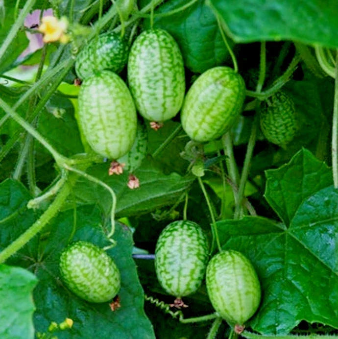 Cucamelon Plants Set of 2, 4in Pot, Melothria Scabra, Mouse Melon, Mini Watermelon, Mexican Sour Cucumber
