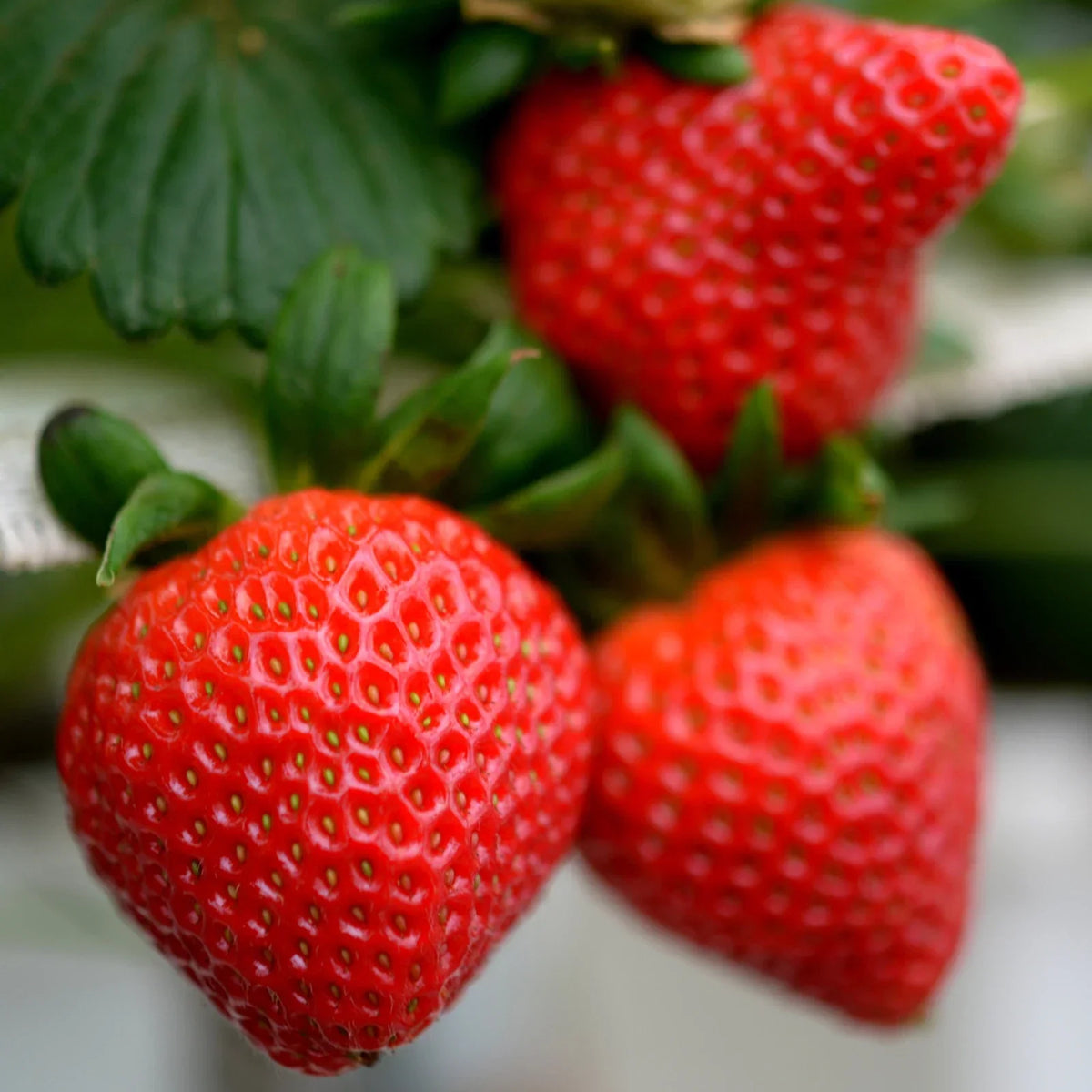Allstar Strawberry Roots - Bare Root Plants | June-Bearing | Fragaria × ananassa | High-Yield, Disease-Resistant Variety