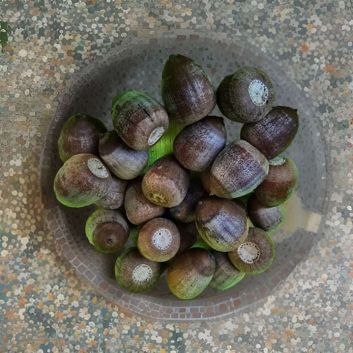Shumard Oak Acorns 110 Pack - Quercus shumardii - Native Tree Seeds for Garden - Deciduous Tree Seeds