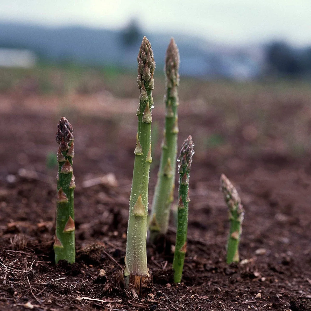 Asparagus Seeds UC 157 F2 Hybrid, Non-GMO, High Yield Variety, Asparagus officinalis, Easy to Grow for Home Gardens