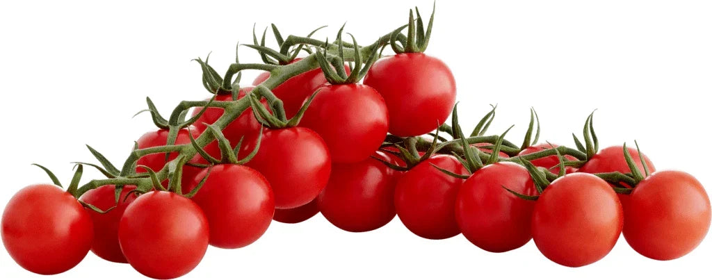 Sugar Bomb Cherry Tomato Seeds - 100+ Heirloom Organic Non-GMO - Solanum lycopersicum - Sweet Juicy Tomatoes for Home Gardening