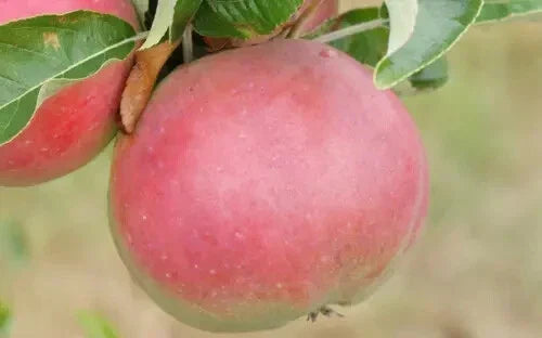 25+ Sops in Wine Apple Seeds for Planting - Malus domestica - Heirloom Variety - USA Garden Seeds - Free Shipping