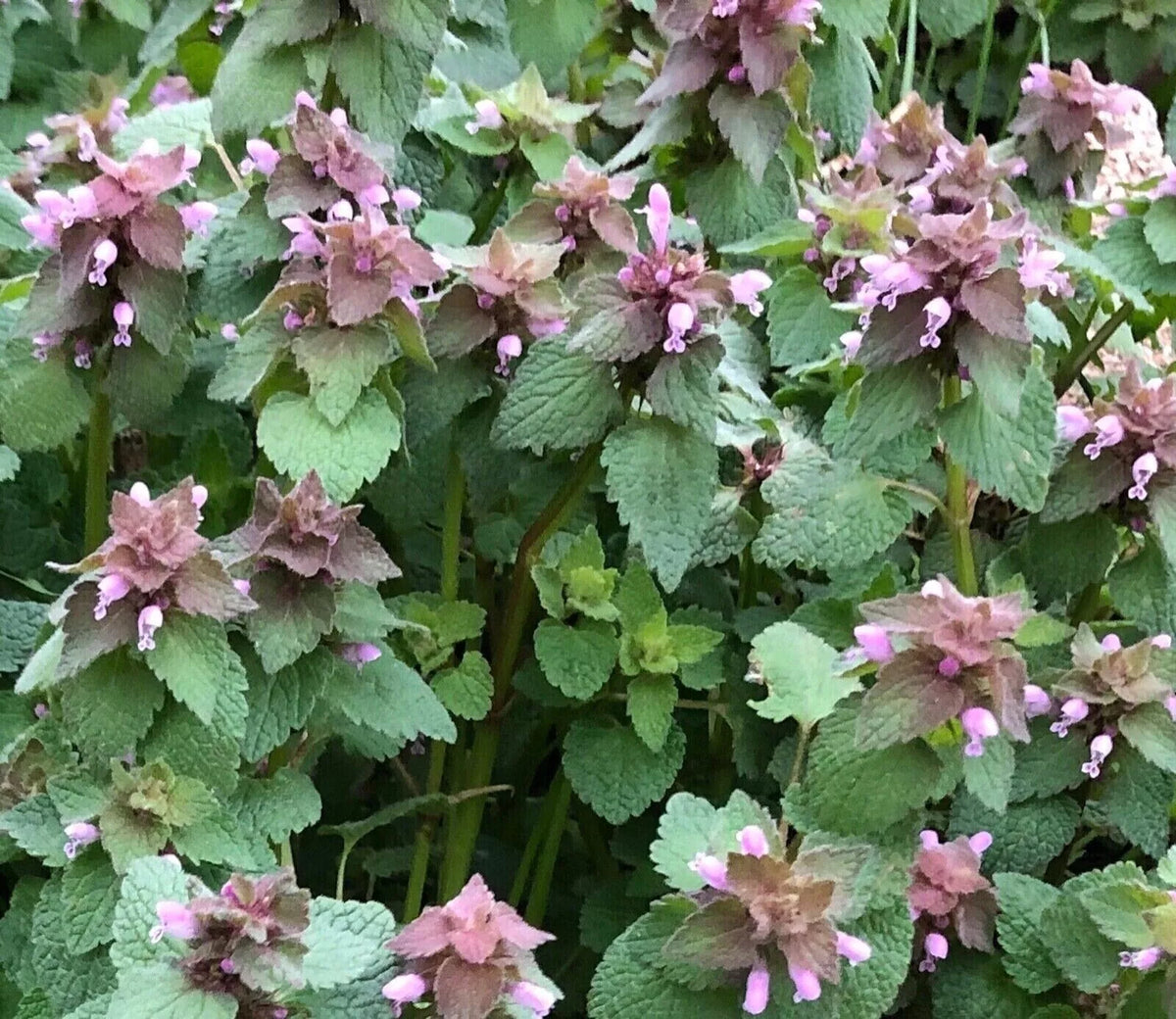 Organic Purple Dead Nettle Seeds - 75+5 Free - Lamium purpureum - Hardy Perennial for Low-Maintenance Gardens