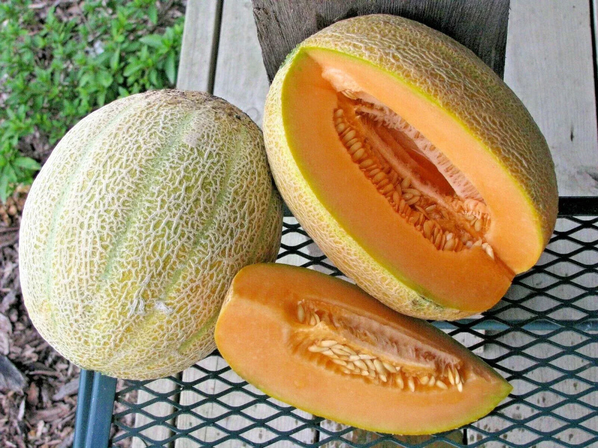 Jumbo Cantaloupe Seeds - 41+ HALES Heirloom Melon - Cucumis melo - Non-GMO for Summer Garden and Containers