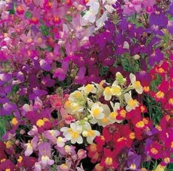 Toadflax Flower Mix Seeds - 500 Fresh Baby Snapdragon Seeds - Antirrhinum majus - Vibrant Colors for Gardens
