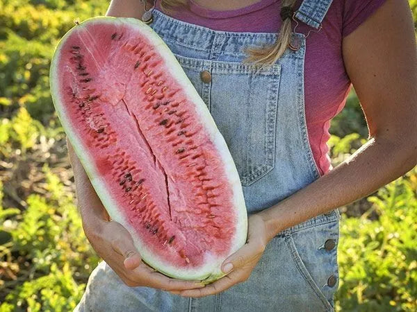 Charleston Grey Watermelon Seeds - 25+ Heirloom Organic Non-GMO - Citrullus lanatus - Giant Variety for Home Gardens