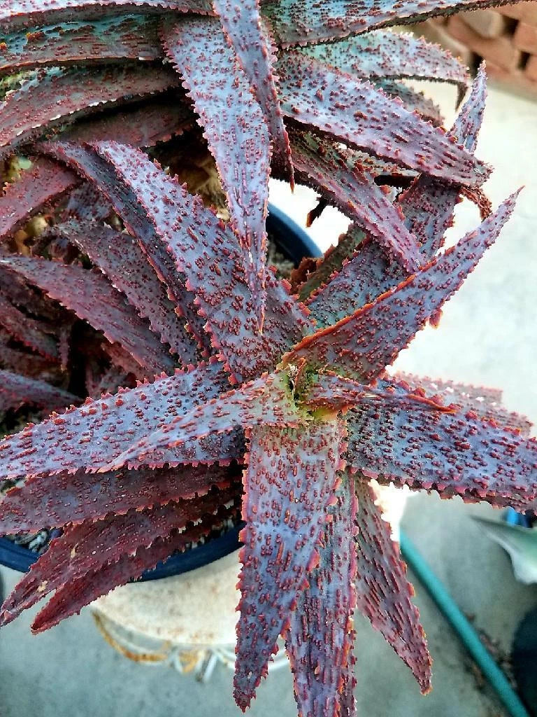 Aloe Hybrid Rooted Cutting, Inflamed Variety, Tim Harvey Hybrid, Aloe hybrid cv Inflamed, Succulent Plant for Indoor Gardening
