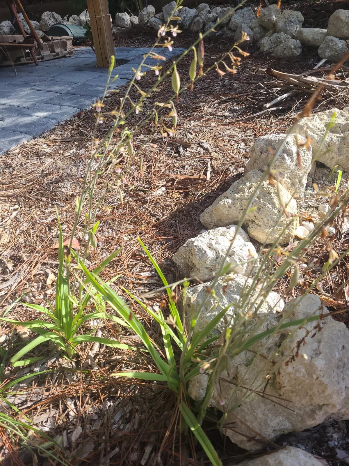 Eulophia Graminea Rhizomes - 2 Pc Ground Mini Orchid - Tropical Indoor Plant - Hardy Herbaceous Perennial