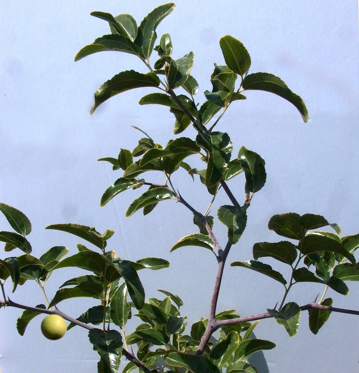 Sugar Cane Jujube Tree Cutting 8" Grafted Scion - Ziziphus jujuba - Sweet Fruit, Easy to Grow, Ideal for Gardens
