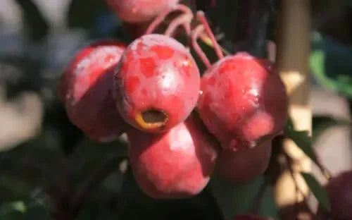 Red Obelisk Crabapple Seeds - 25+ Pack - Malus x 'Red Obelisk' - Ornamental Tree for Garden Planting - USA