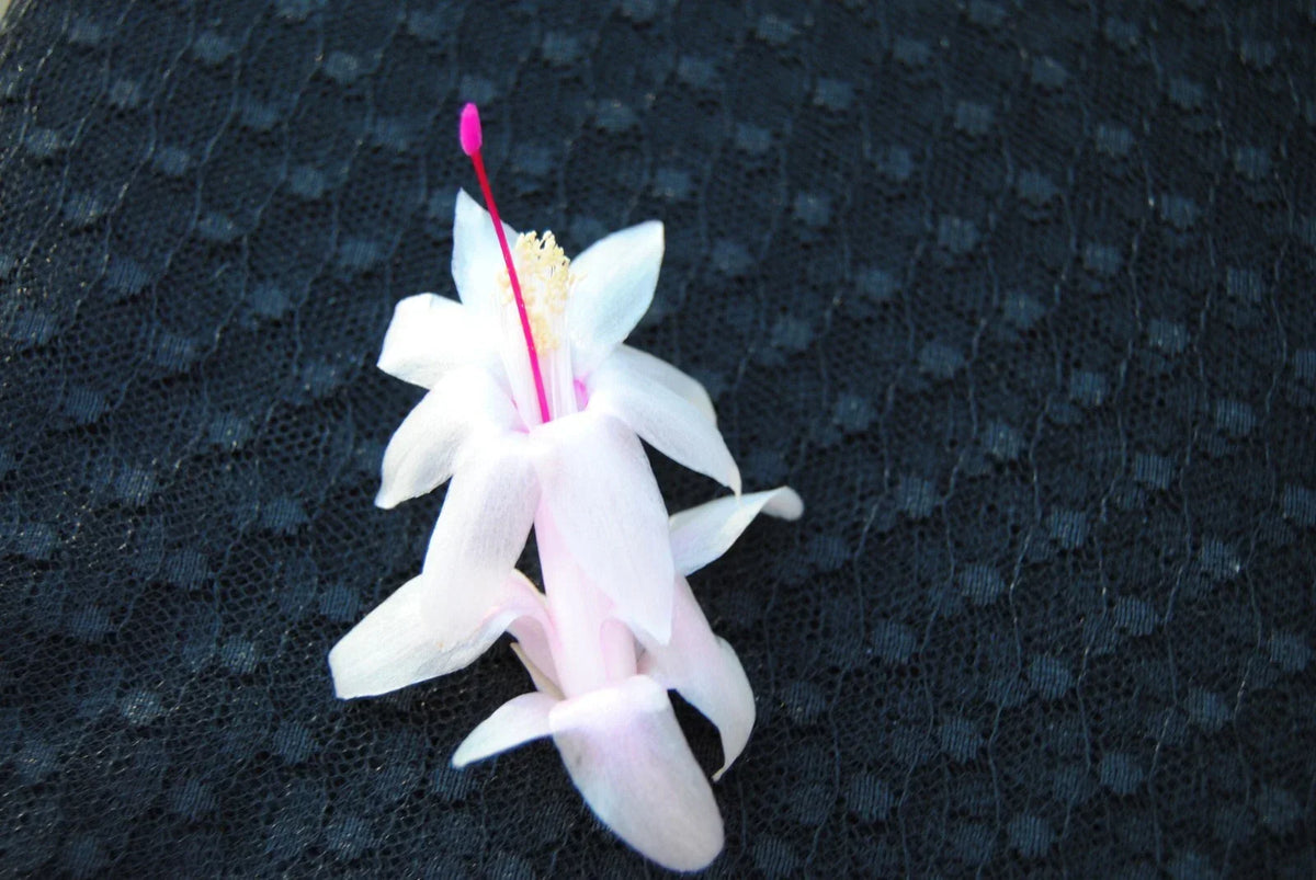 Christmas Cactus Starter Plant - Small Schlumbergera Truncata - Healthy Well-Rooted Succulent for Indoor Decor