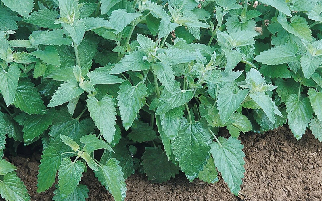Catnip Seeds Bulk - Heirloom Non-GMO - Nepeta cataria - 300 to 10K Seeds for Cats and Gardens