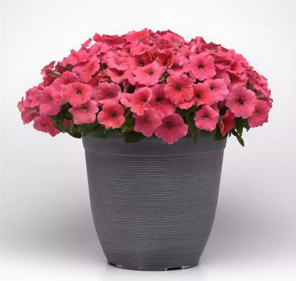 Petunia Plugs 288 E3 Easy Wave Coral Live Plants, Deep Coral-Salmon, Hardy Annual, Petunia x hybrida, 10 Baby Plants