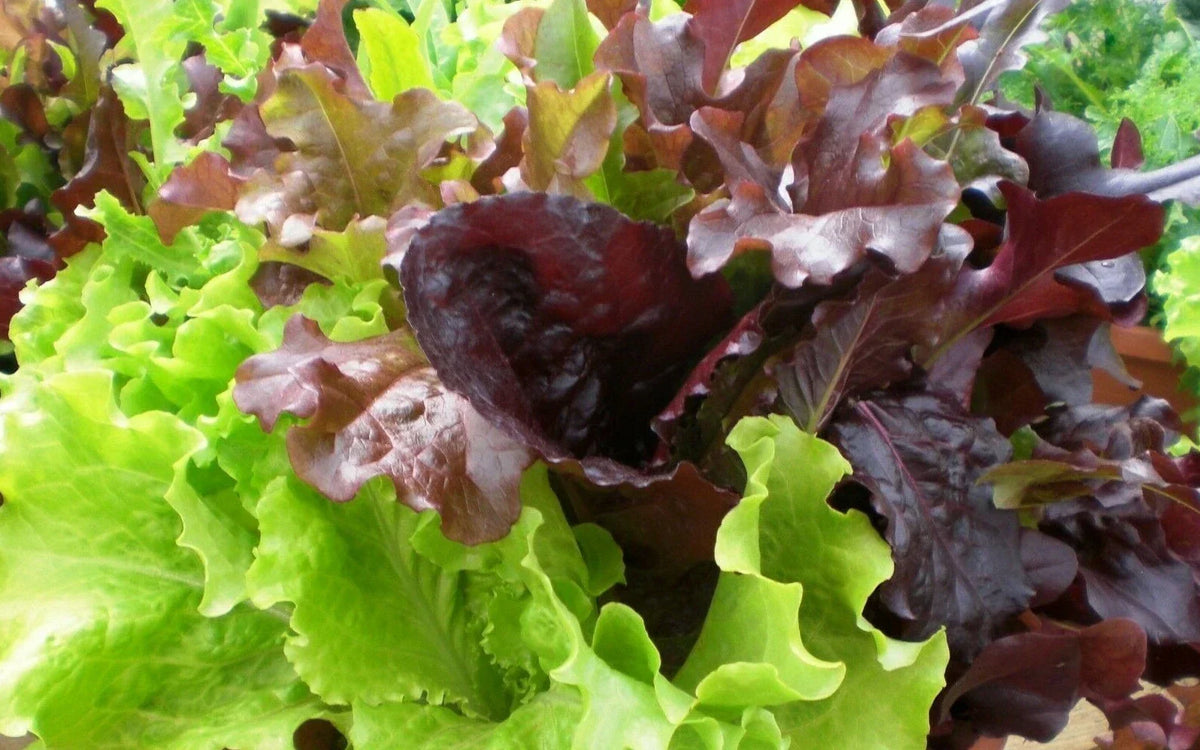 Gourmet Salad Blend Lettuce Seeds 500+ Non-GMO Vegetable Garden Seeds Lactuca sativa for Home Planting