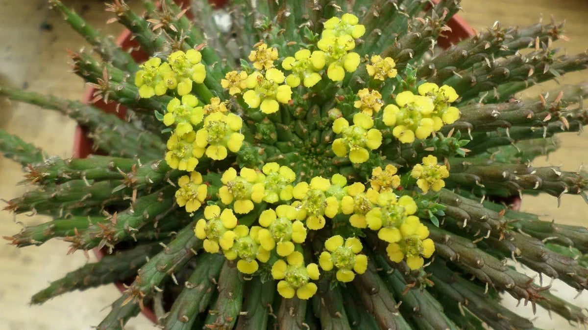 Euphorbia 'Caput-Medusae' Cutting - 6"-7" Unusual Succulent with Multiple Side Branches - Euphorbia flanaganii