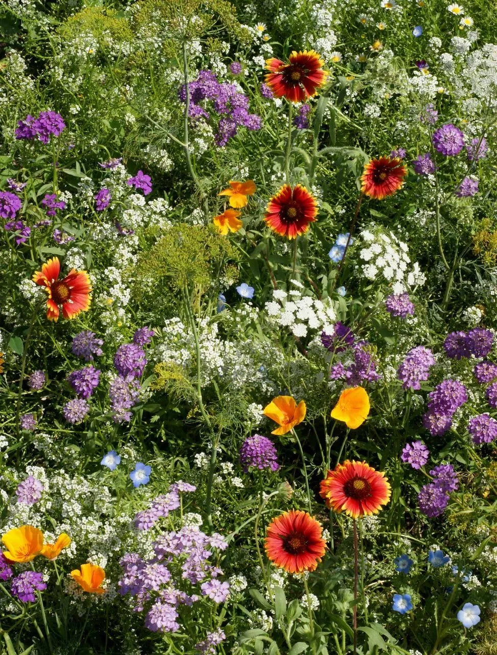 Deer Resistant Wildflower Seed Mix 1/4 LB - 13 Native Species - Eco-Friendly Garden Blend, Various Scientific Names