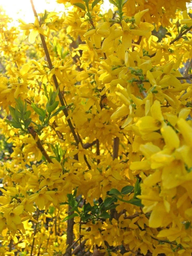 Forsythia Shrub 3.5 in Pot Lynnwood Gold Bright Yellow Blooms Forsythia x intermedia Fast-Growing Deciduous Plant