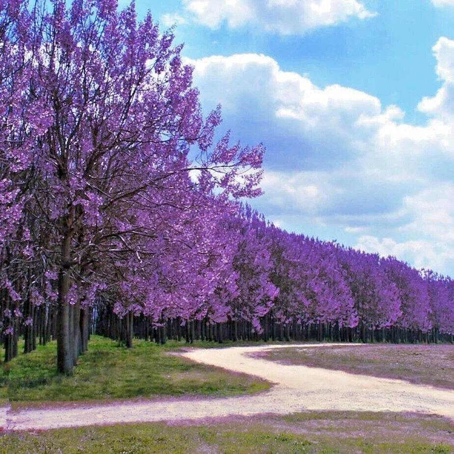 Royal Empress Tree Seeds - 50 Count - Paulownia tomentosa - Fast Growing for Landscaping and Reforestation