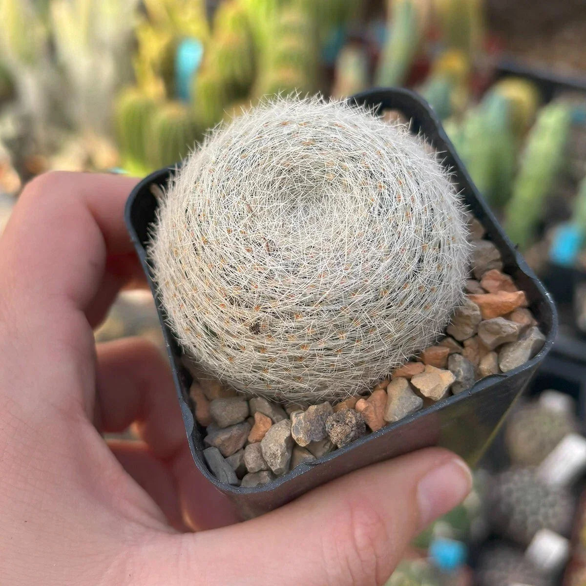 Live Rooted Cacti - 4-Inch Mammillaria lenta - Unique Succulent for Home Decor - Drought-Resistant Plant