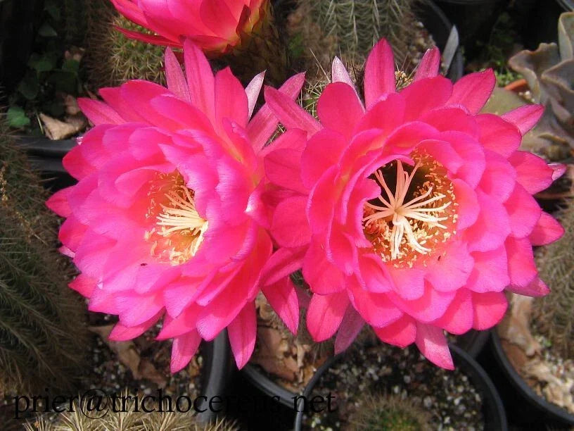 Large Tricocereus Grandiflorus Cactus Plant 6" with 5" Pink Flowers - Stunning Blooming Succulent - Trichocereus grandiflorus