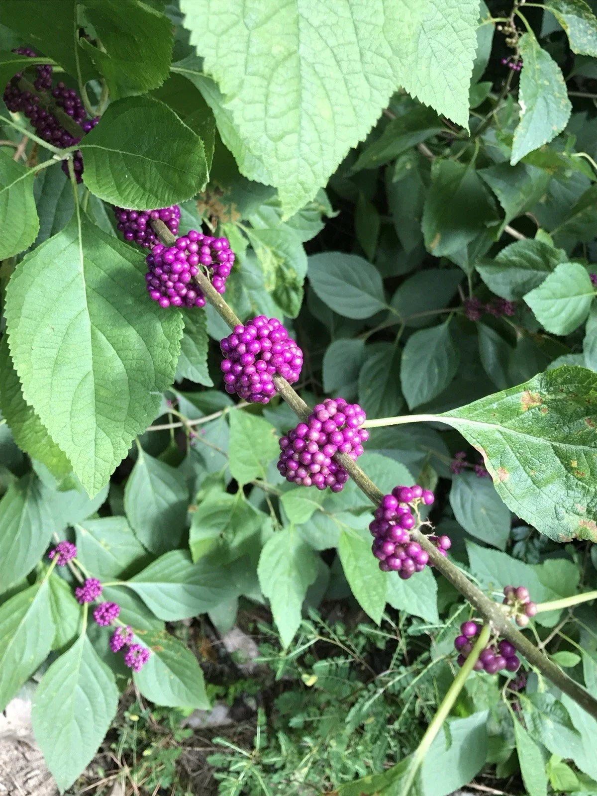 American Beautyberry Live Plant 12" Bare Root Purple Fruit Callicarpa americana Edible Shrub for Gardens