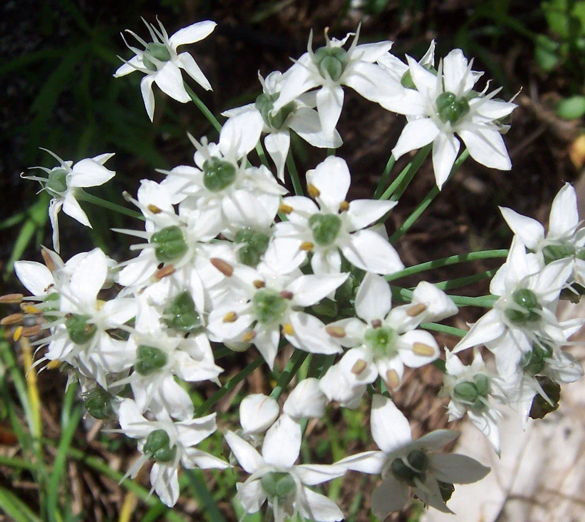 Garlic Chive Herb Seeds - 50 Count - Allium tuberosum - Over-Wintering Culinary Flavor - Ideal for Gardening & Containers