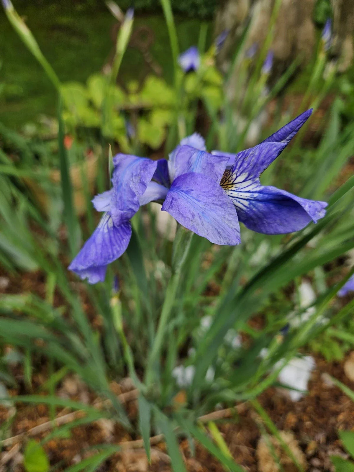 Japanese Iris Plants - Bare Root 2 Pack - Lavender Beauty - Iris ensata - Cold Resistant Perennials for Garden
