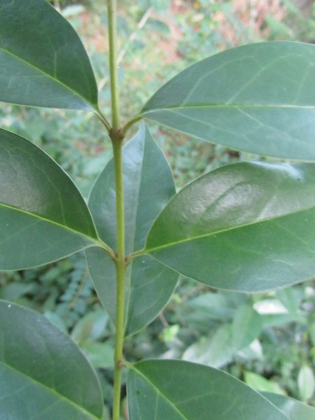 7 Cuttings Japanese Privet - Ligustrum japonicum - 6-8" Long Evergreen Shrub for Hedges and Privacy Gardens