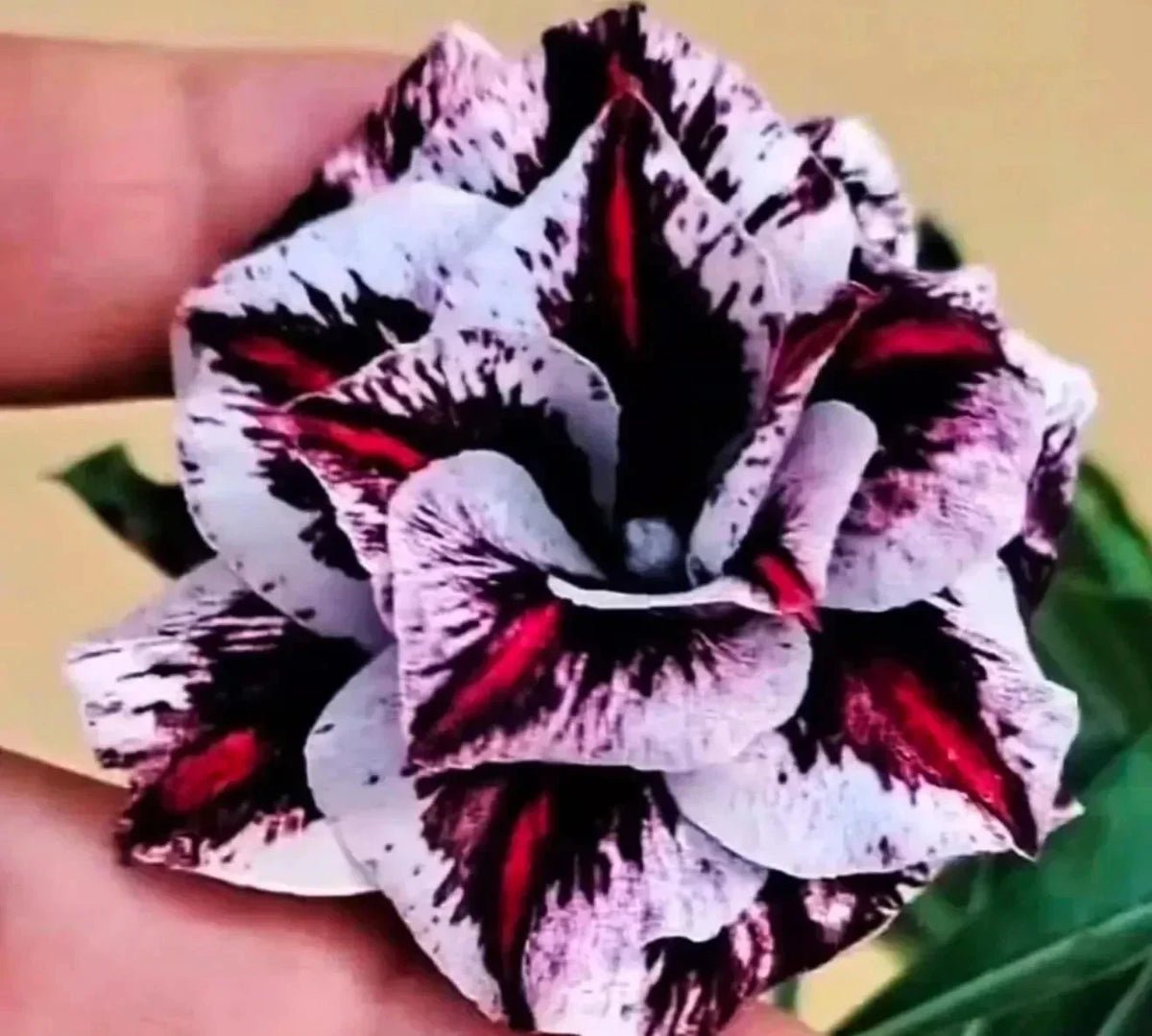 Desert Rose Seedling Plant 4"-6" Psychedelic Dream Adenium Obesum | Vibrant Blooms, Easy Care, Indoor/Outdoor Use