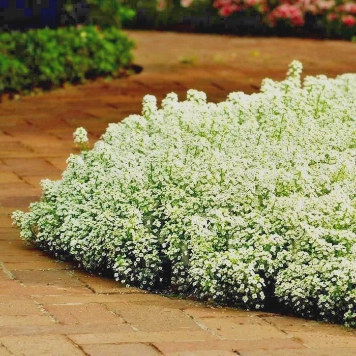Dwarf Sweet Alyssum Flower Seeds - 1501+ Seeds - Carpet of Snow Groundcover - Lobularia maritima - Drought & Heat Tolerant