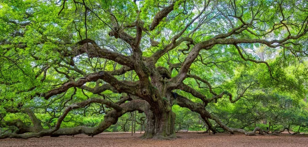 Live Oak Seeds - 5 Large Fresh Seeds - Quercus virginiana - Ideal for Planting, Drought-Tolerant, Wildlife Friendly
