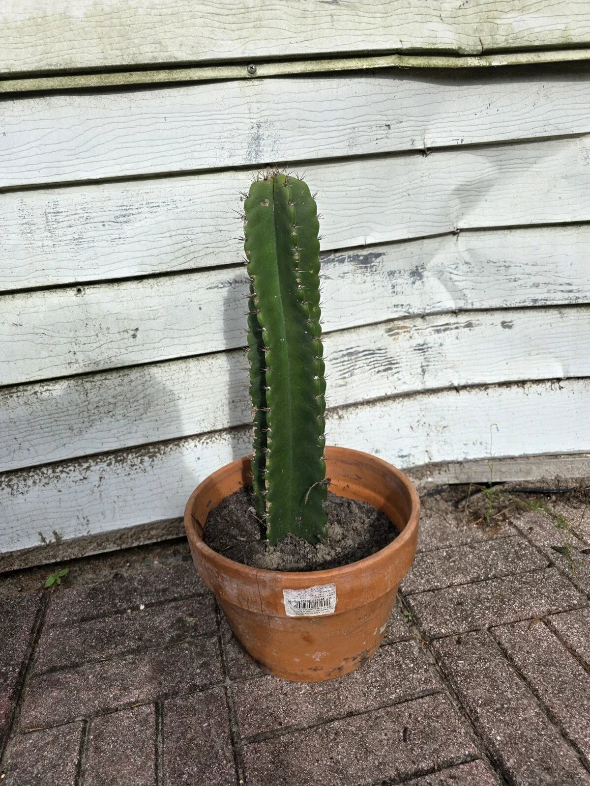 Cereus Peruvianus Cactus Cutting 6" Green Top Cut | Peruvian Apple Cactus | Indoor Outdoor Plant | Low Maintenance
