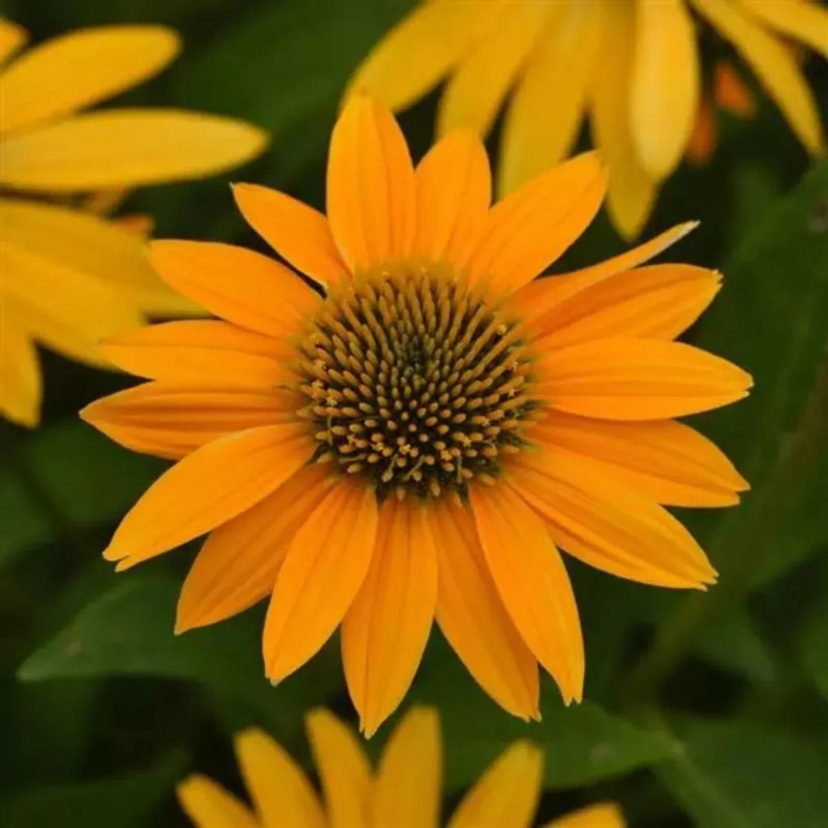 50 Yellow Ombre Coneflower Seeds - Echinacea purpurea Perennial Flower Seeds for Garden Planting