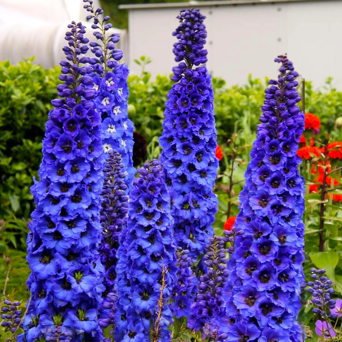 Royal Blue Spire Larkspur Seeds - Cobalt Blue Annual Flower Seeds - Delphinium ajacis - Non-GMO for 2025 Planting