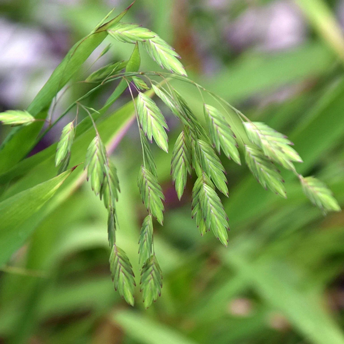 Northern Sea Oat Seeds, 30 Pack, Ornamental Perennial Grass, Chasmanthium latifolium, Low-Maintenance Garden Plant