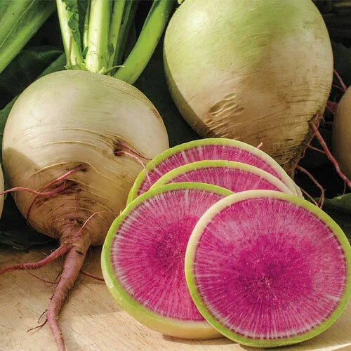 Watermelon Radish Seeds - Heirloom Non-GMO - Raphanus sativus - Pack of Seeds for Home Gardening and Salads