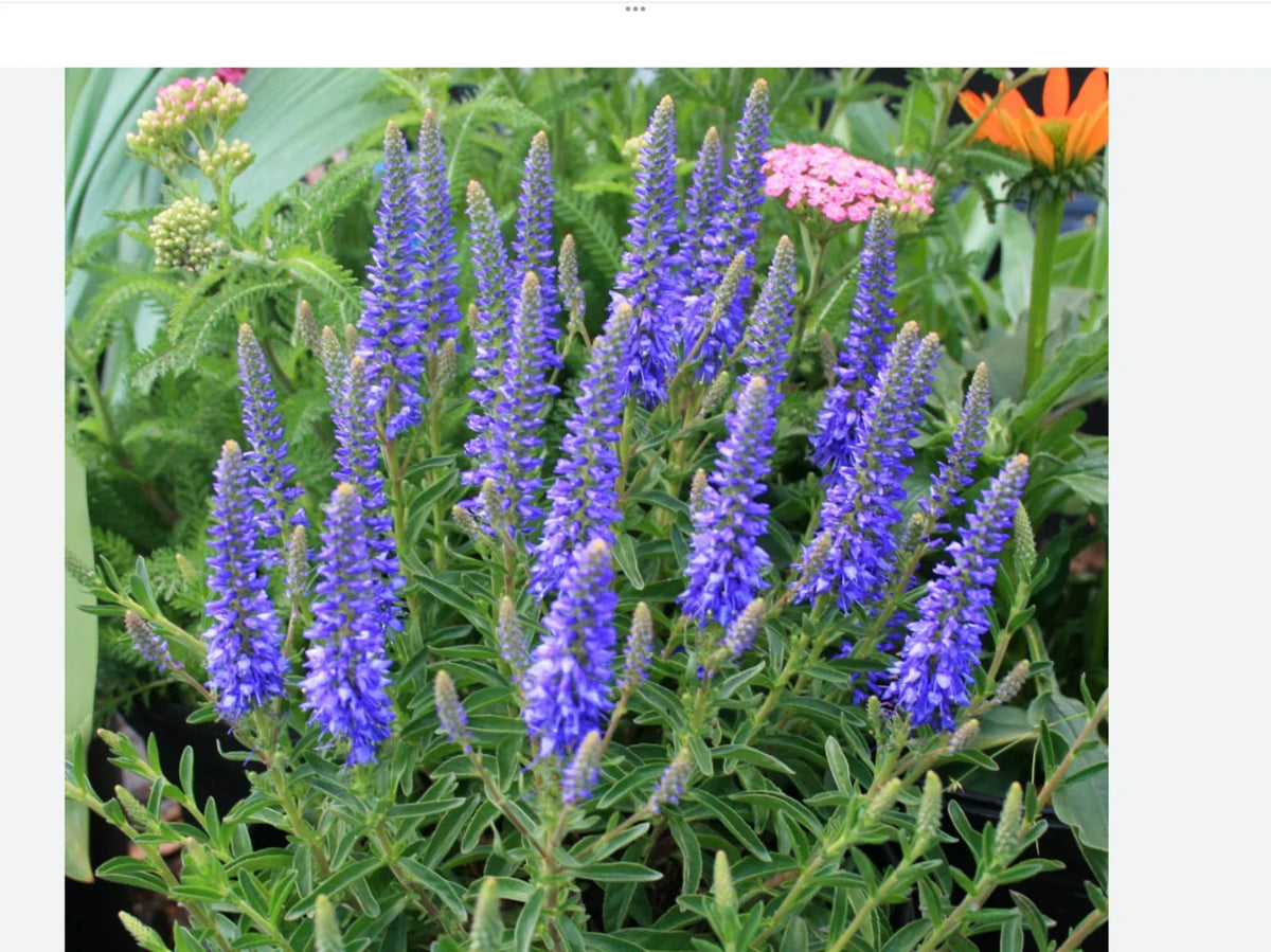 Blue Veronica Seeds 50 Count - Veronica spicata - Perennial Blue Flower Seeds for Garden, Attracts Pollinators